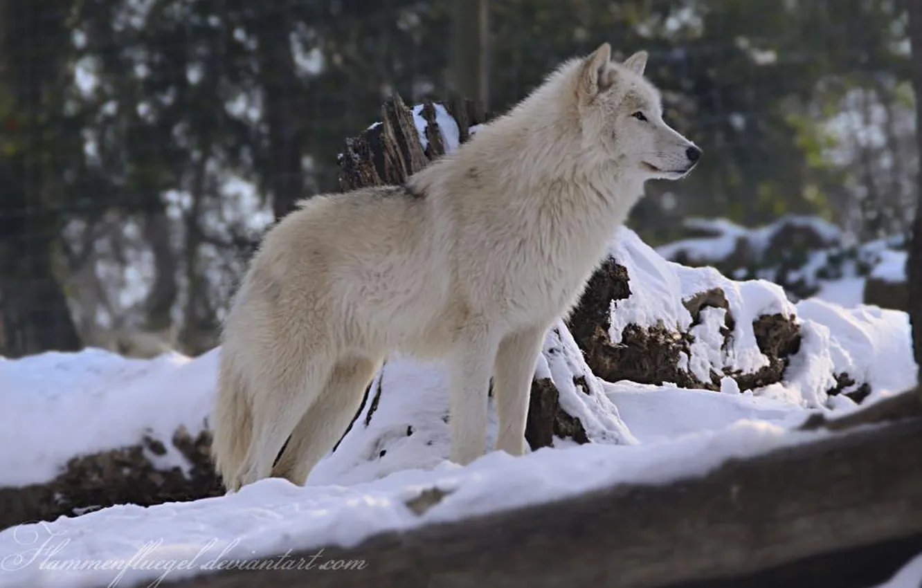 Photo wallpaper Predator, nature, snow, face, animal, wolf, canis lupus, wildlife