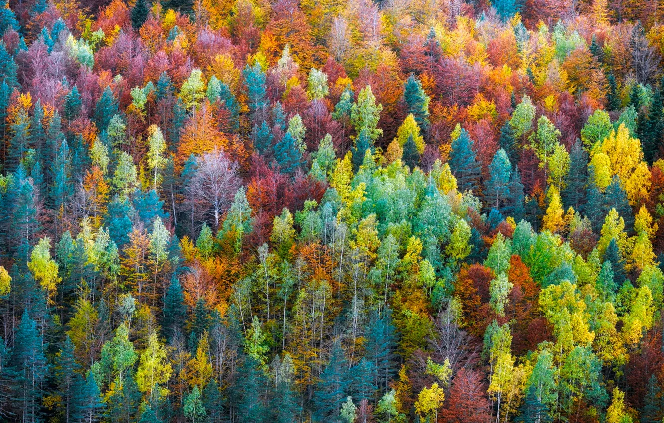 Photo wallpaper autumn, forest, trees, nature, paint