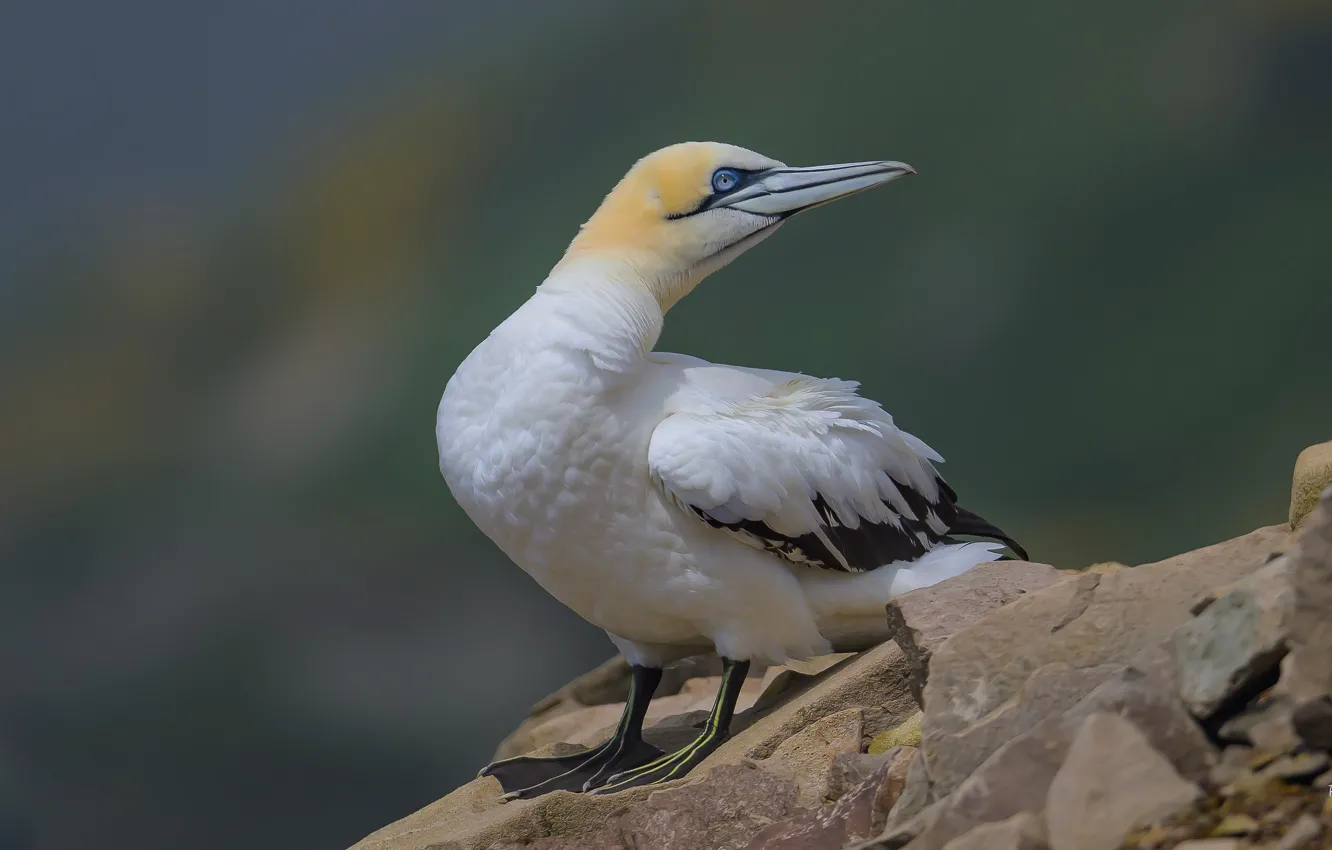 Photo wallpaper look, stones, bird, seagulls