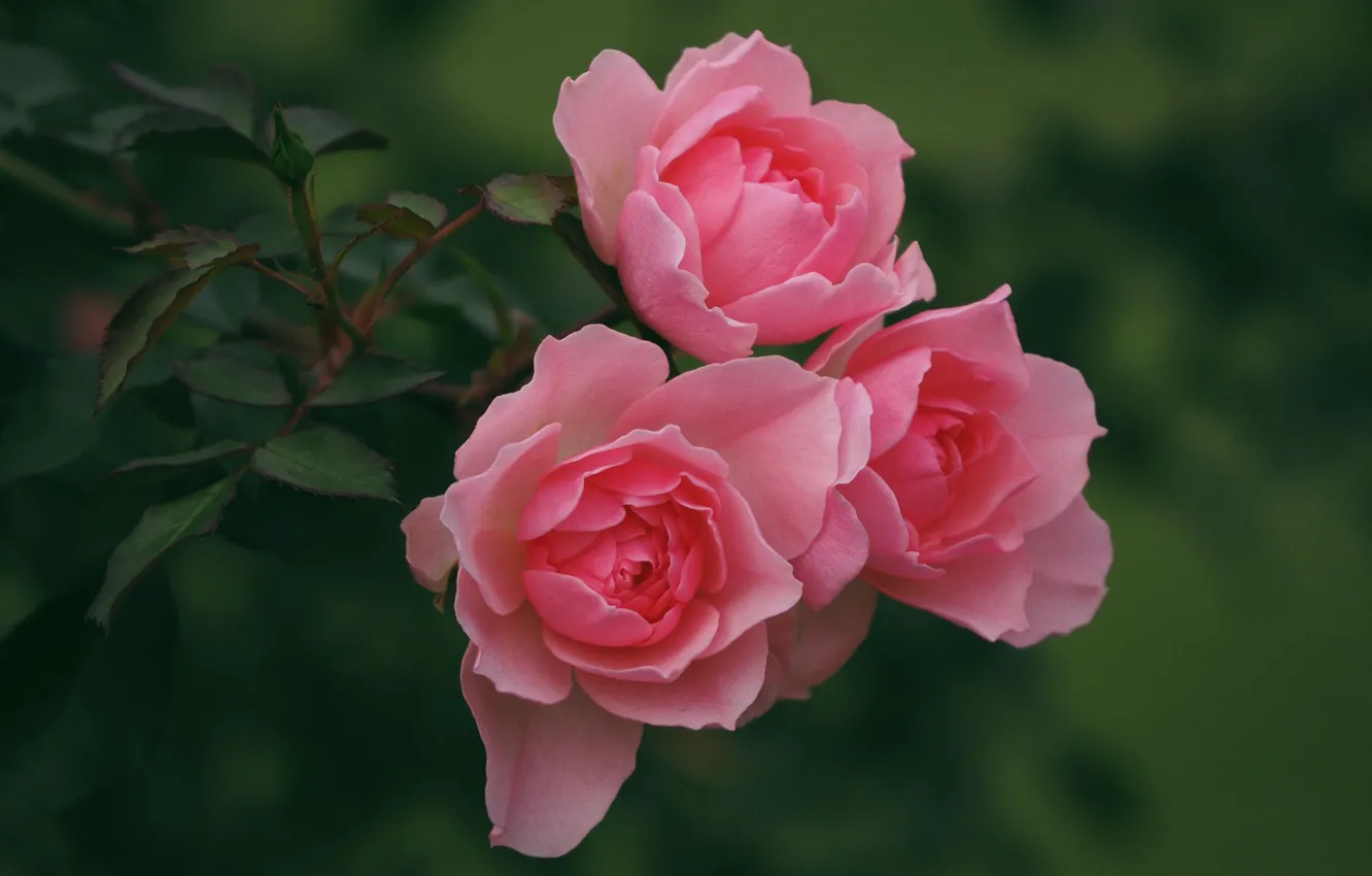 Photo wallpaper roses, pink, trio
