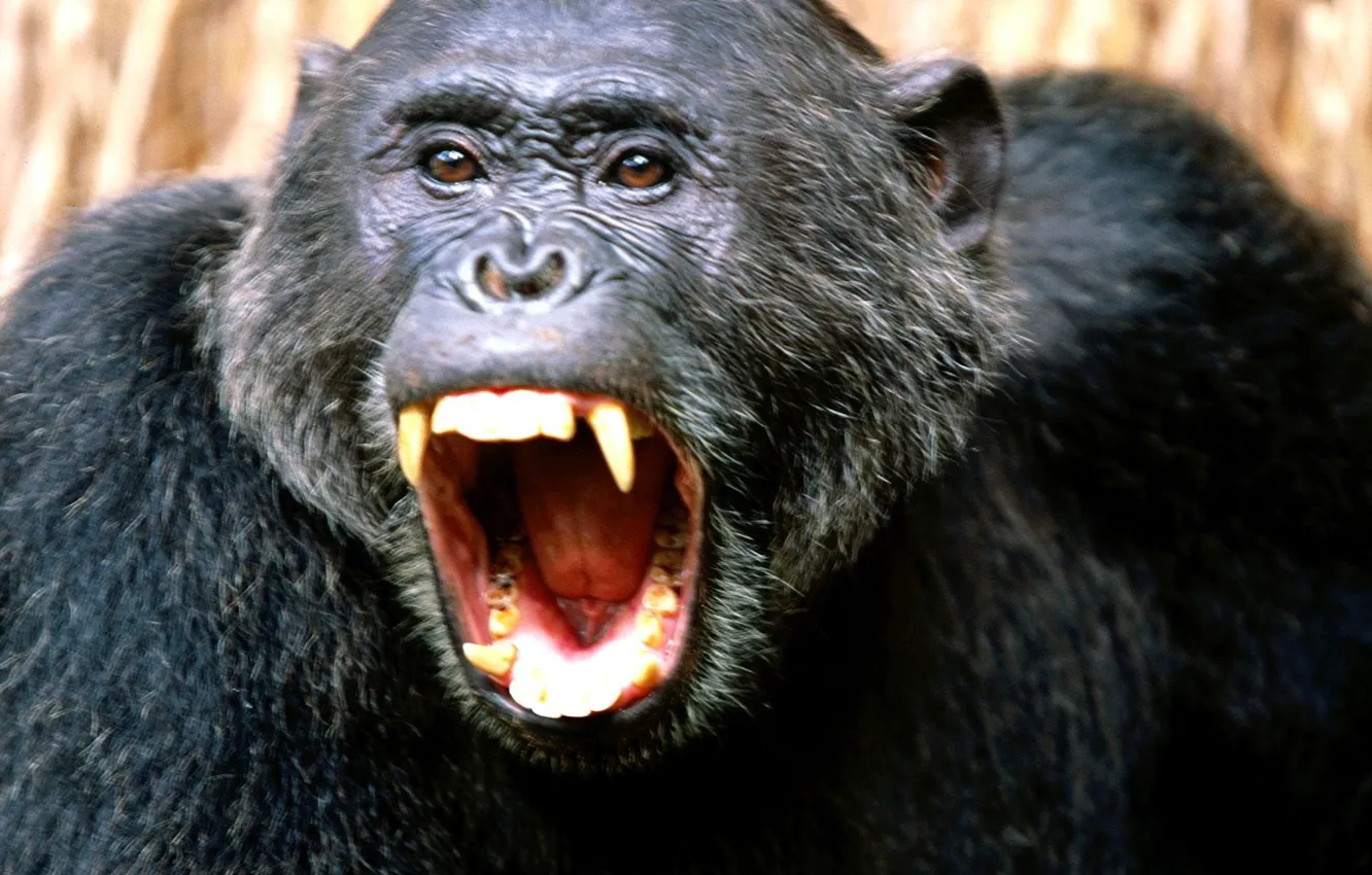 Photo wallpaper black, fangs, evil, chimpanzees