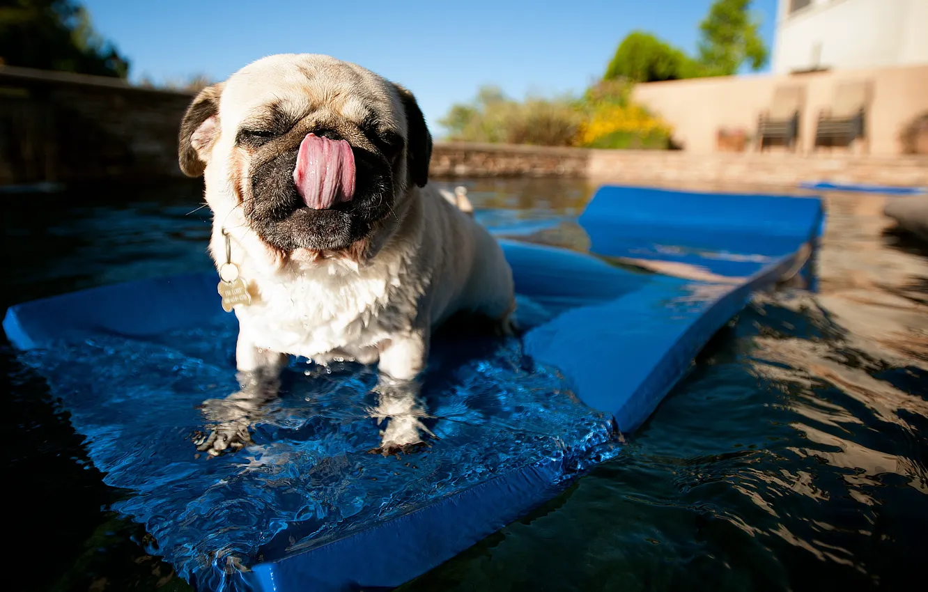 Photo wallpaper water, background, dog, pug