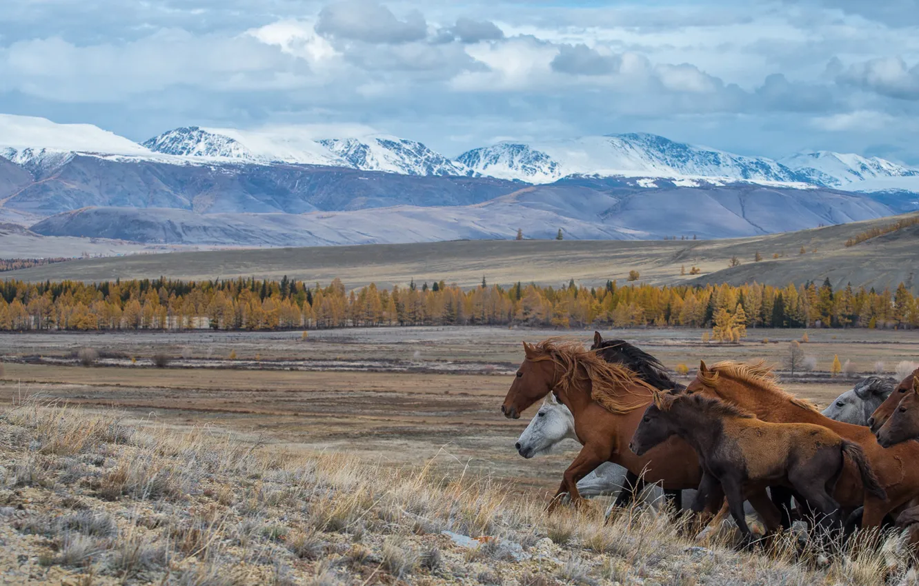 Photo wallpaper the steppe, horses, running, The Altai Mountains, Altay, Kurai steppe