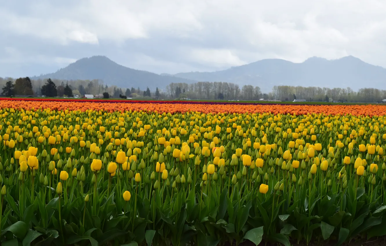 Photo wallpaper field, hills, spring, yellow, tulips, a lot, plantation