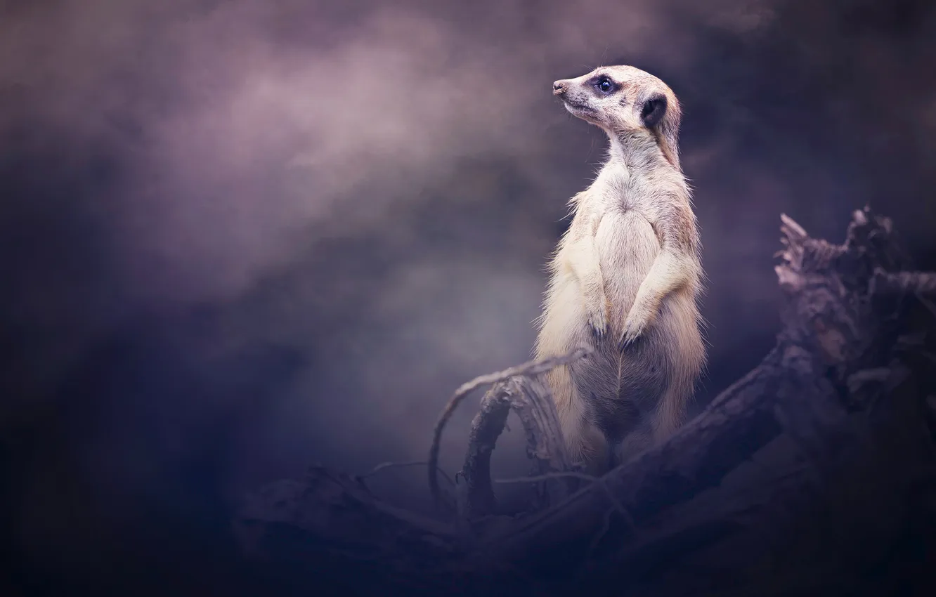 Photo wallpaper look, branches, pose, meerkats, haze, stand, purple background