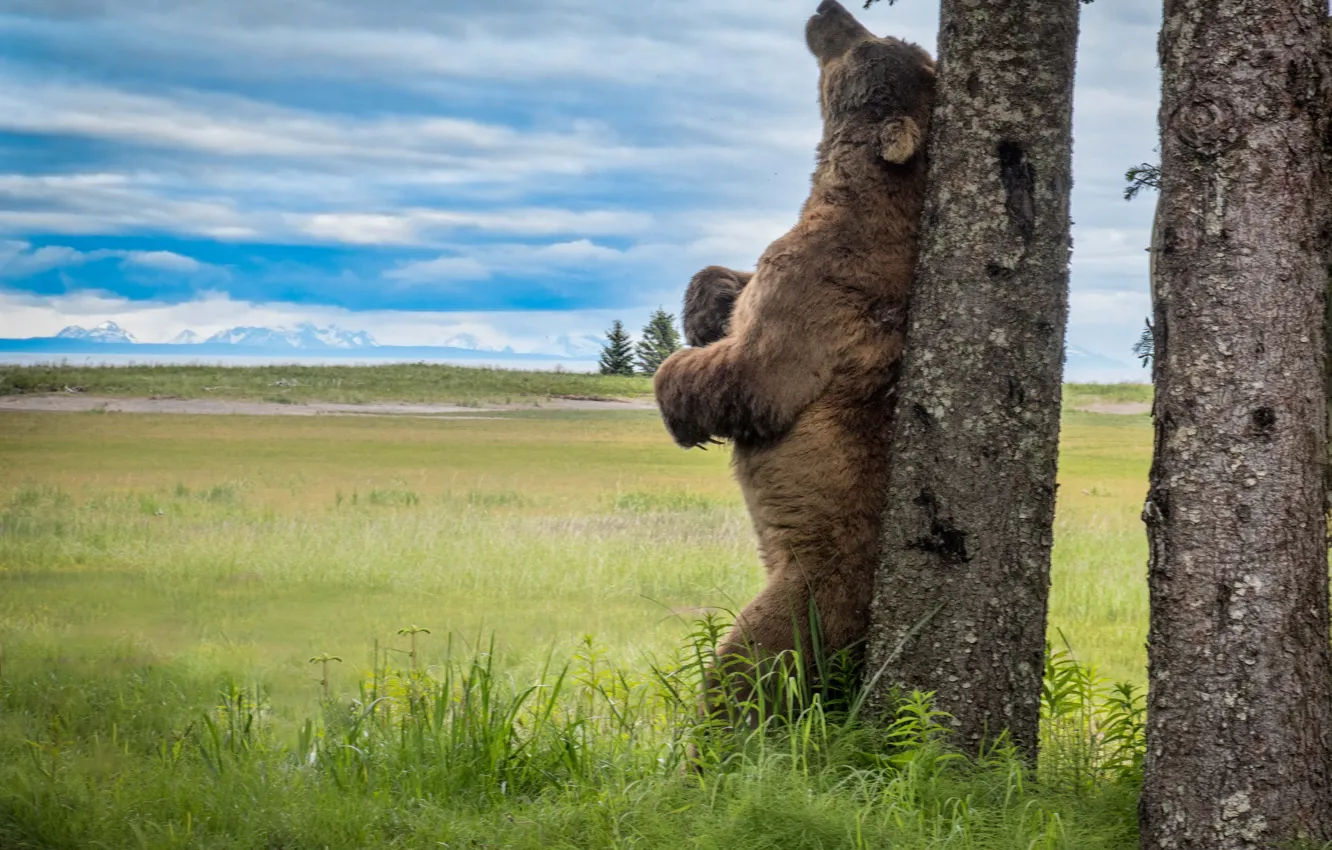 Photo wallpaper grass, trees, landscape, nature, animal, predator, bear, Alaska