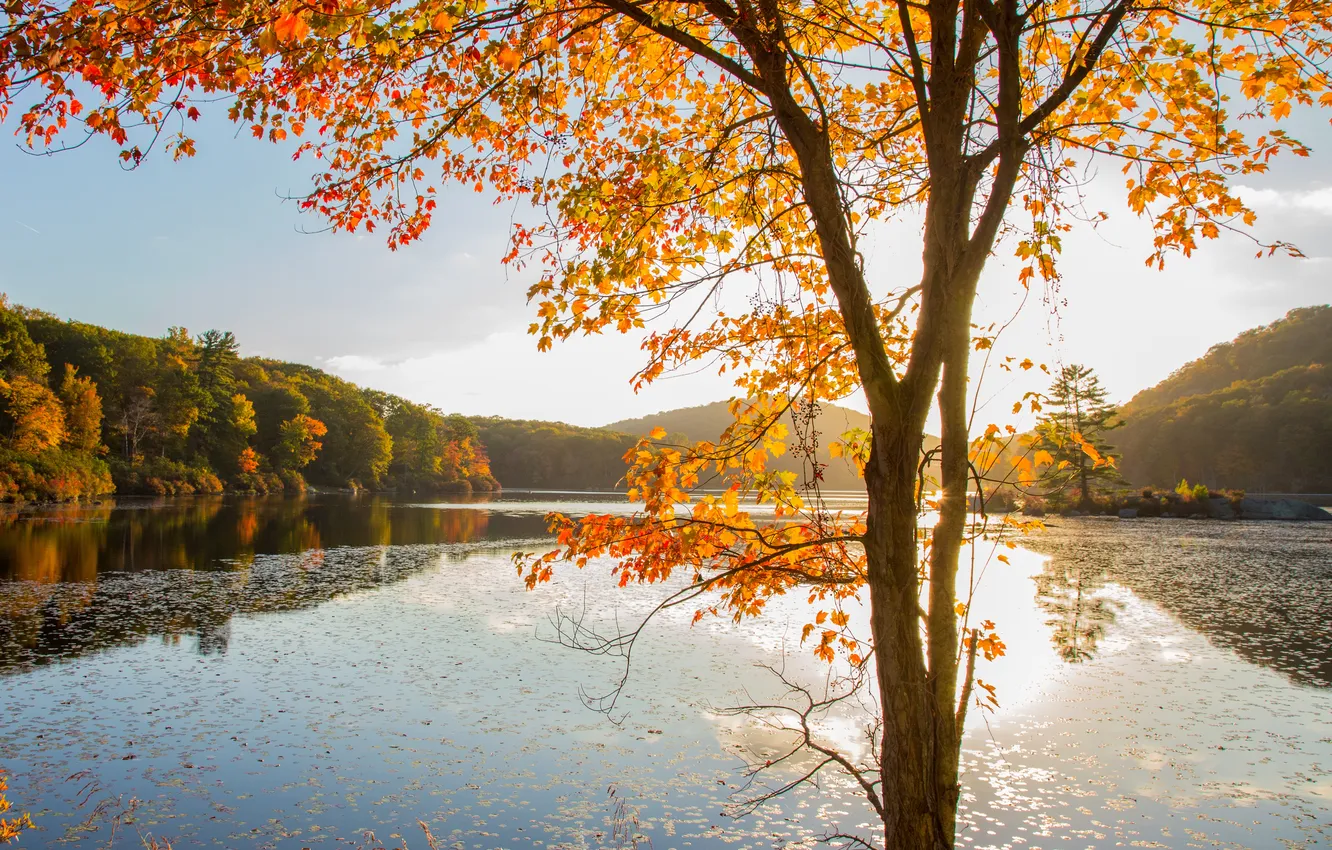Photo wallpaper autumn, forest, nature, lake, tree