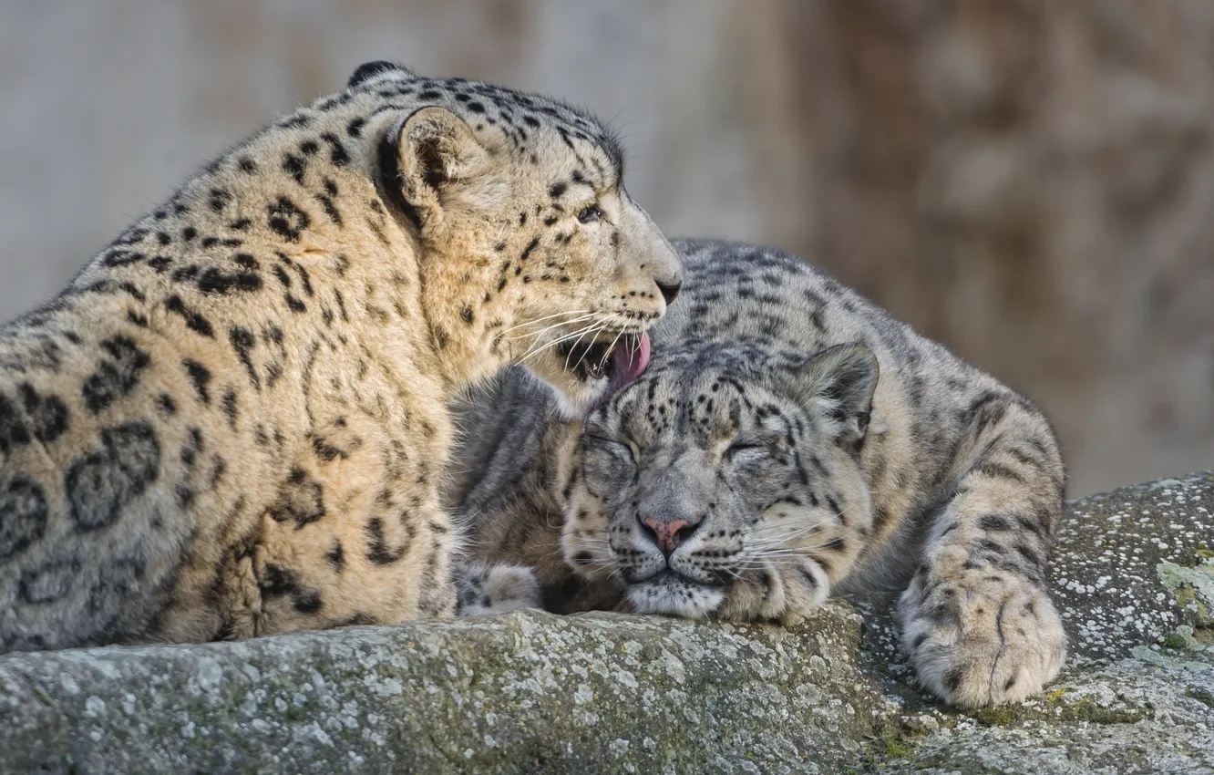 Photo wallpaper cat, love, stone, pair, IRBIS, snow leopard, ©Tambako The Jaguar