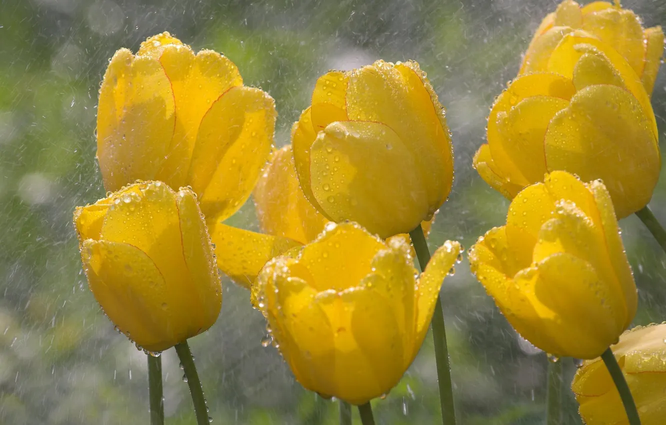 Photo wallpaper drops, macro, flowers, yellow, rain, spring, tulips, buds