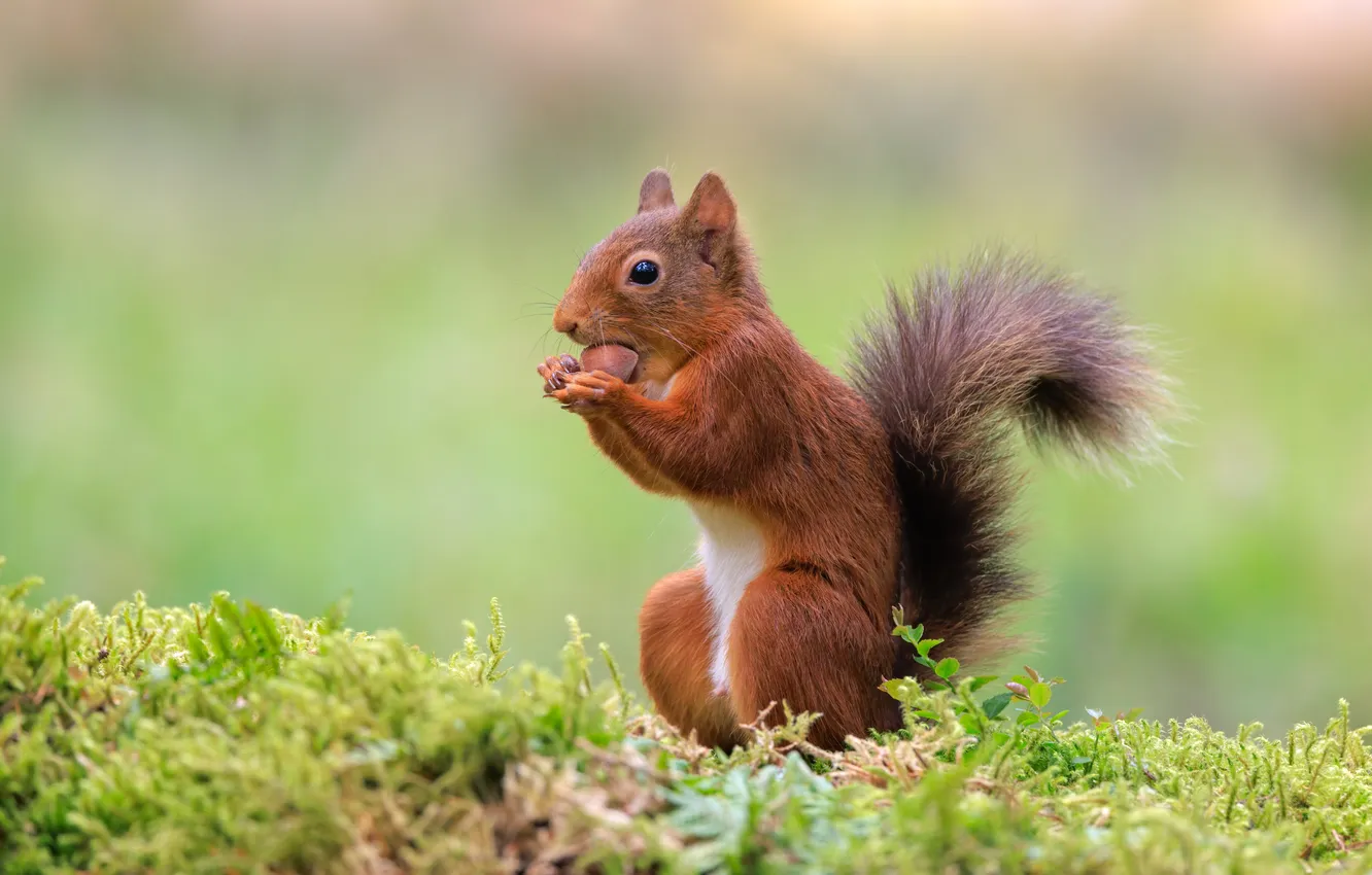Photo wallpaper look, pose, glade, moss, protein, tail, red, nuts