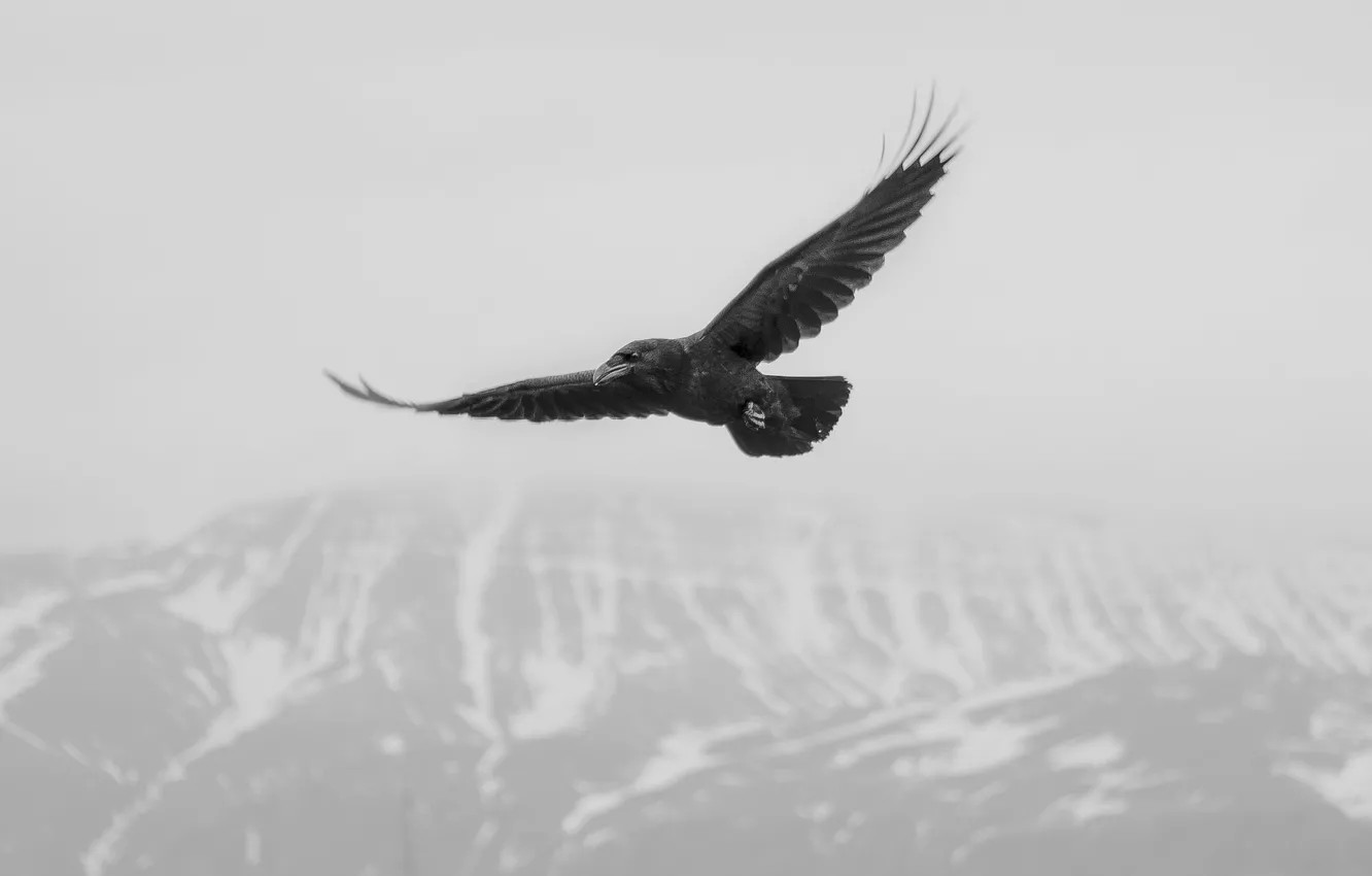 Photo wallpaper flying, crow, flight, winter, mountain, snow, fog, mist