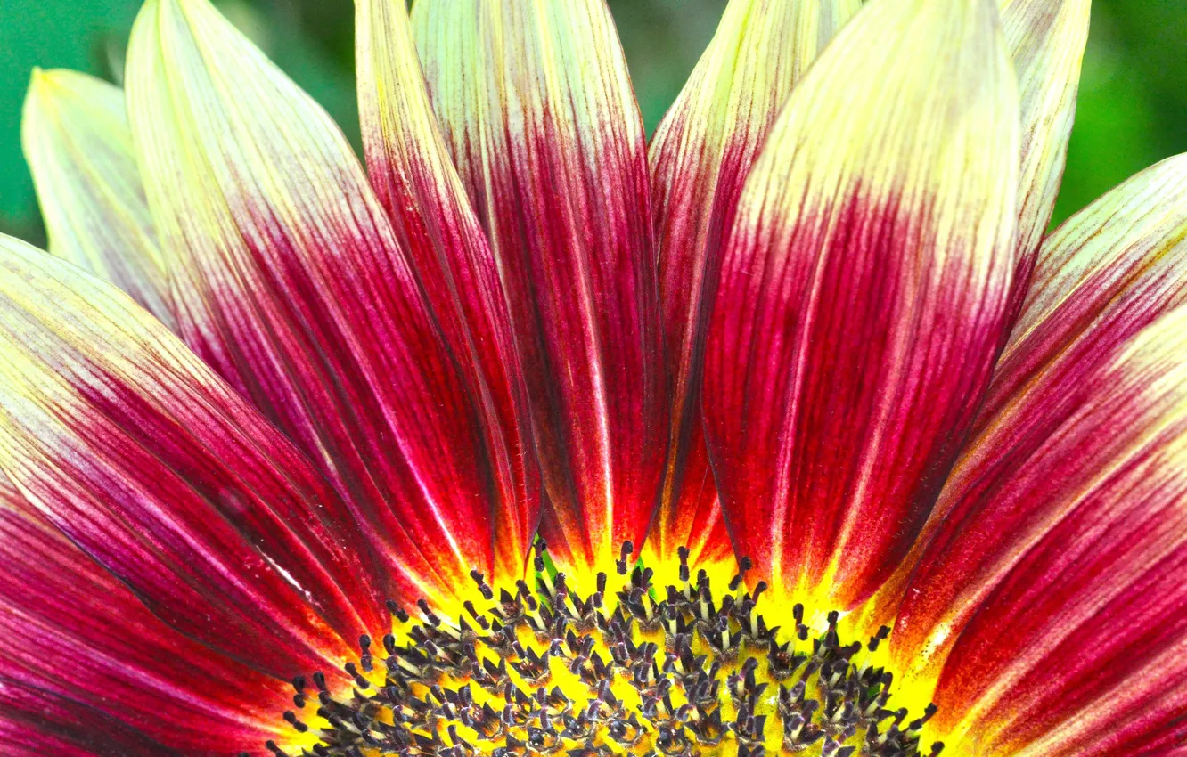 Photo wallpaper flowers, paint, petals