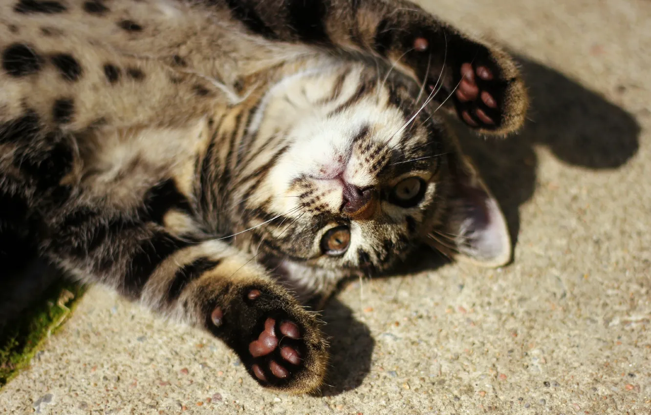 Photo wallpaper cat, mustache, paws