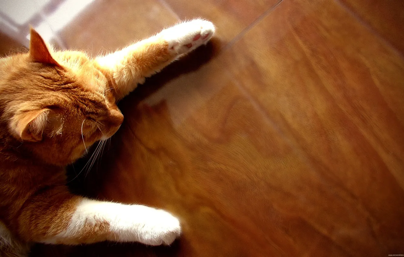 Photo wallpaper cat, red, sleeping, on the floor