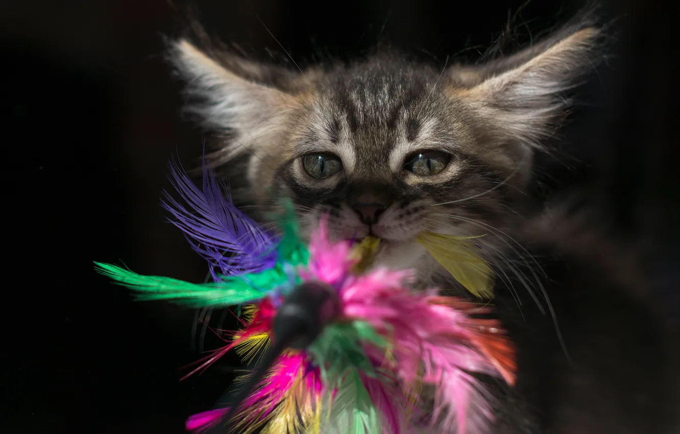 Photo wallpaper eyes, look, background, toy, kitty