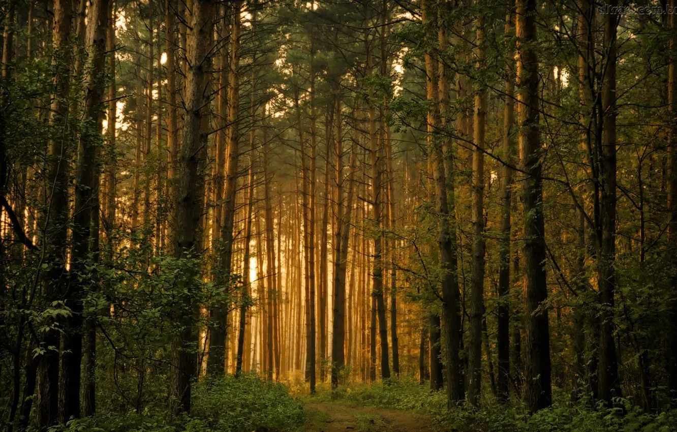 Photo wallpaper forest, light, nature