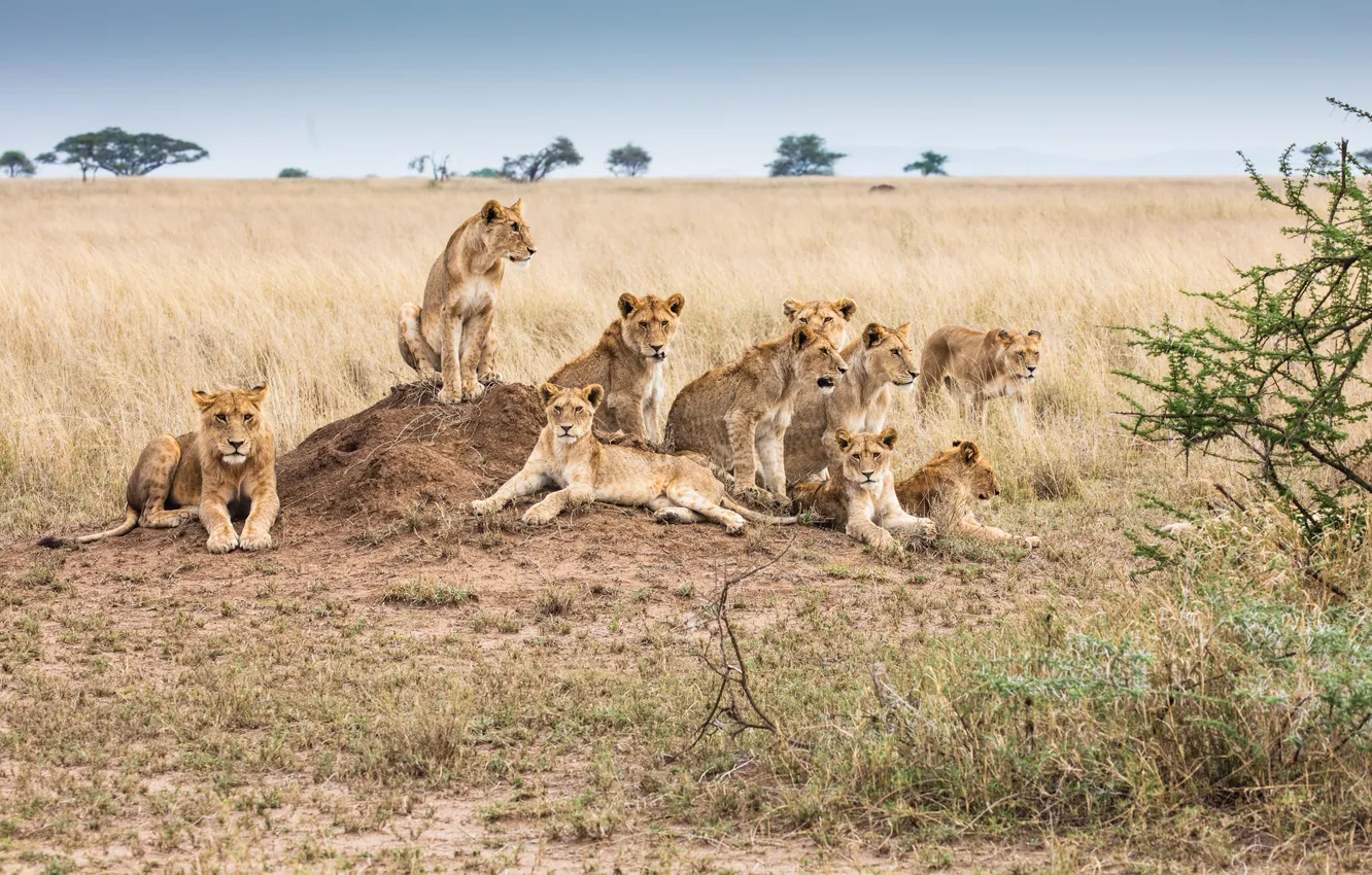 Photo wallpaper landscape, Savannah, lioness, wildlife, Tanzania, Serengeti national Park