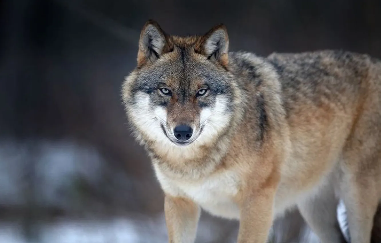 Photo wallpaper Predator, nature, snow, face, animal, wolf, canis lupus, wildlife