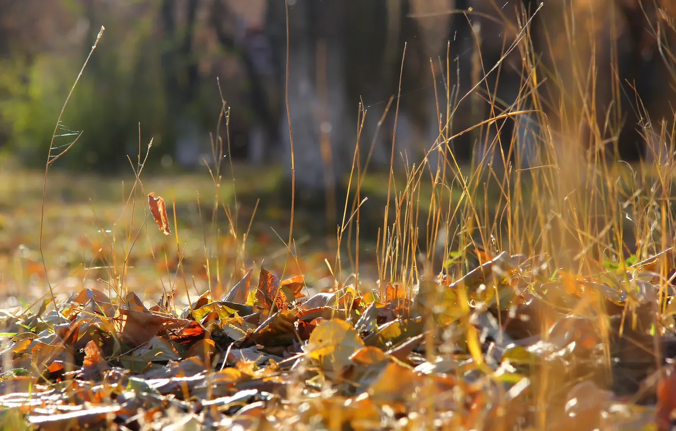 Photo wallpaper autumn, leaves, background, weed, deadwood
