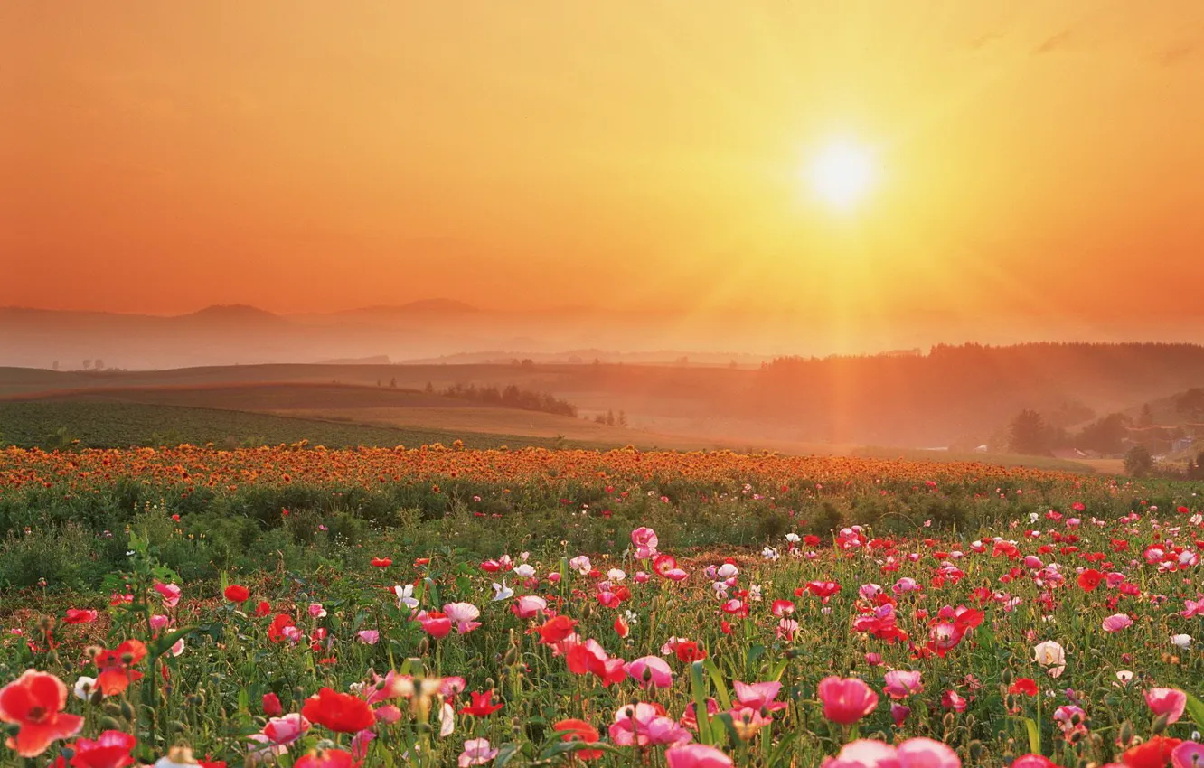 Photo wallpaper field, sunset, flowers