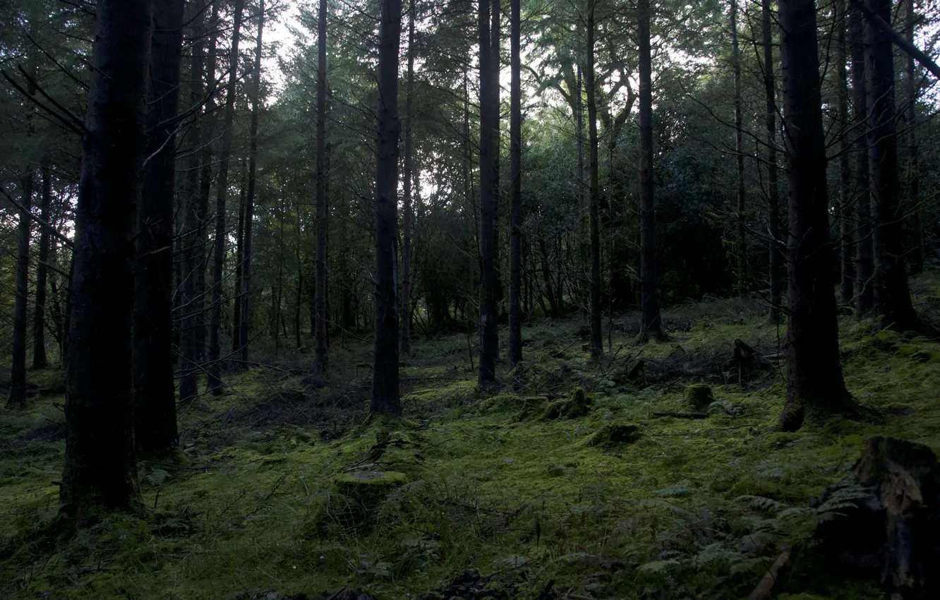 Photo wallpaper forest, trees, nature, Ireland, Kerry, Templenoe