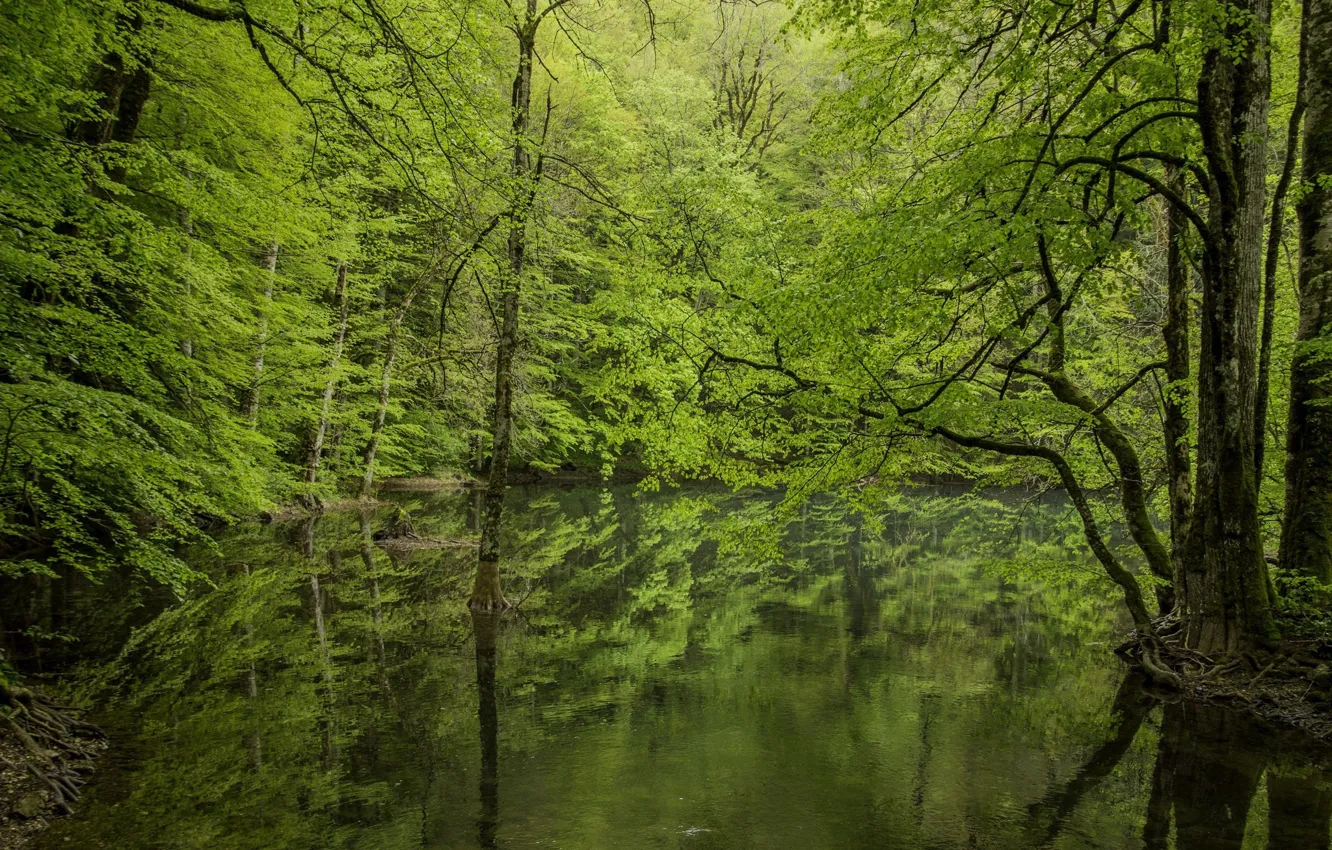 Photo wallpaper beauty, nature, lake, forest, spring, landscape