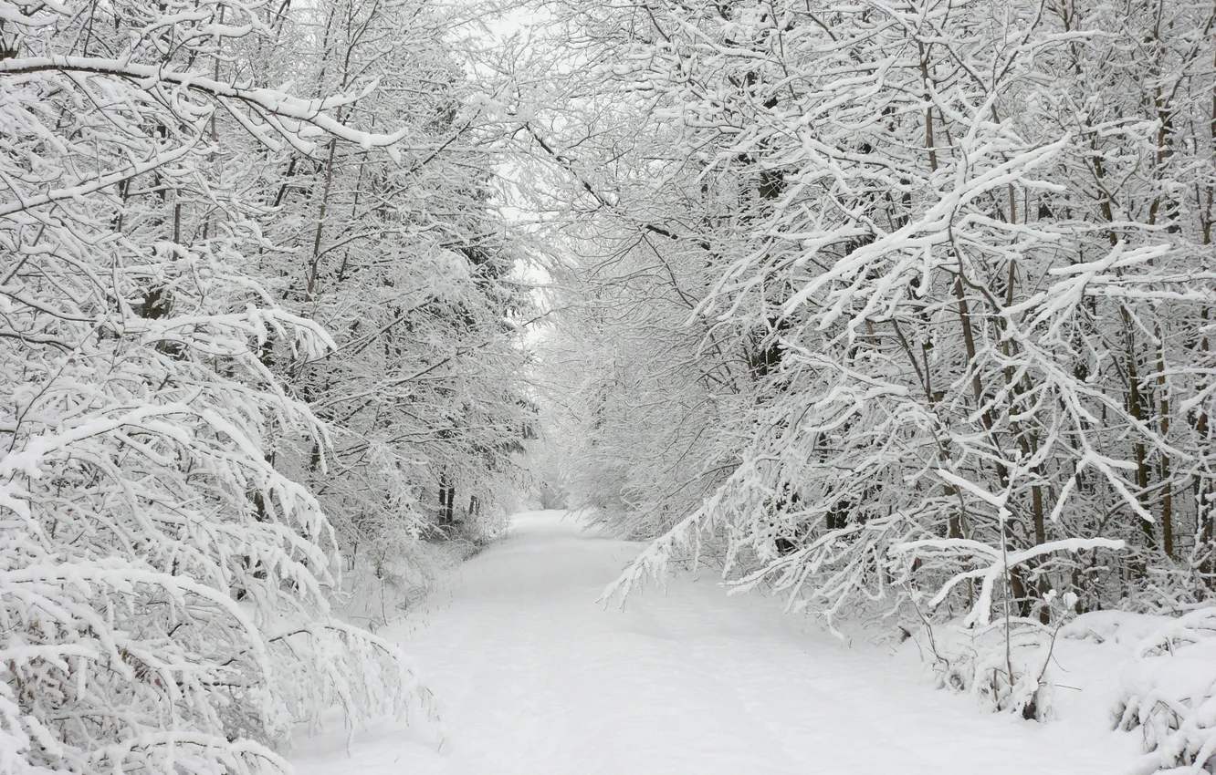 Photo wallpaper winter, road, forest, snow, trees, landscape, nature, the snow