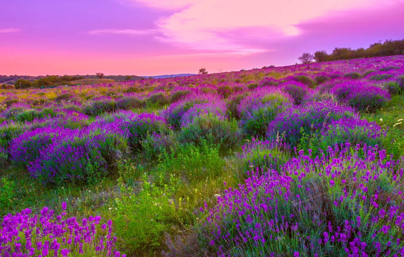 Photo wallpaper field, landscape, flowers, nature, flowering, lavender