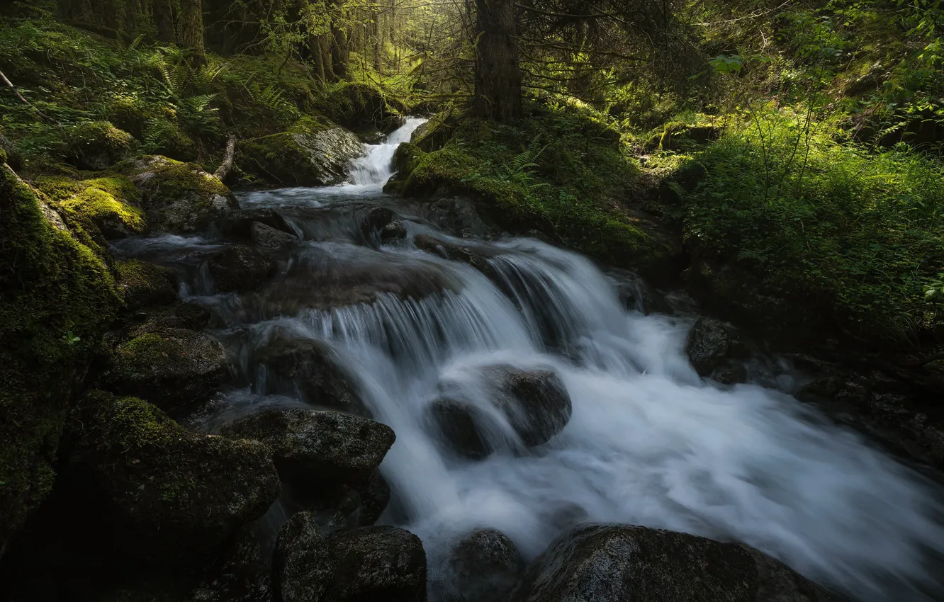 Photo wallpaper forest, river, stream, stones, waterfall, moss, cascade