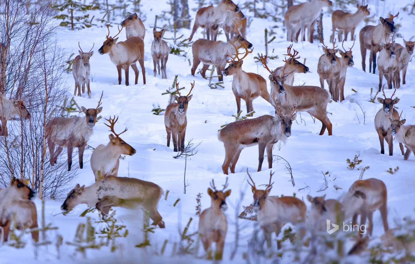 Photo wallpaper winter, snow, the herd, Finland, reindeer, Oulu