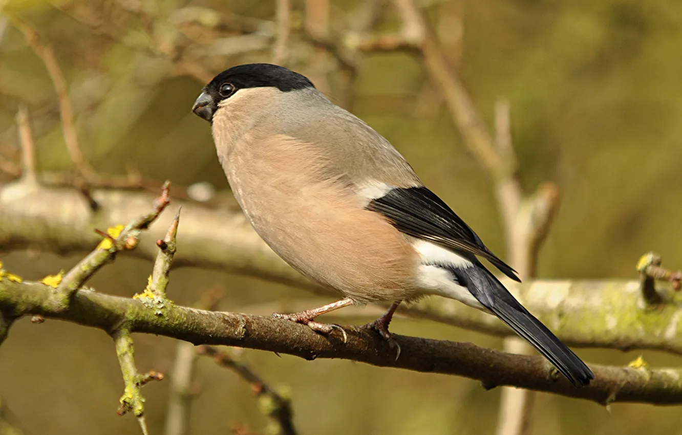 Photo wallpaper branches, bird, beak, tail, bullfinch, female