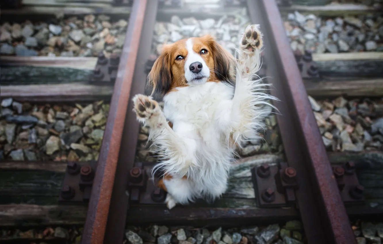 Photo wallpaper look, face, pose, stones, rails, dog, paws, railroad