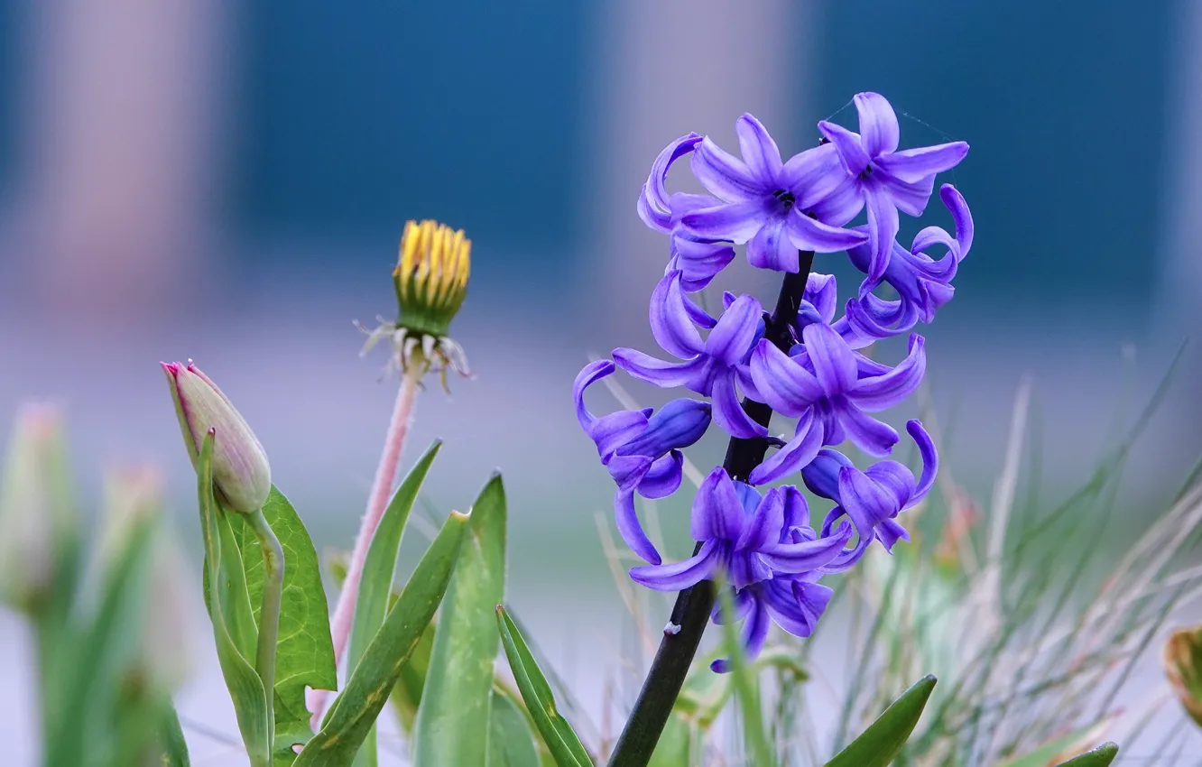 Photo wallpaper flowers, spring, lilac, hyacinths