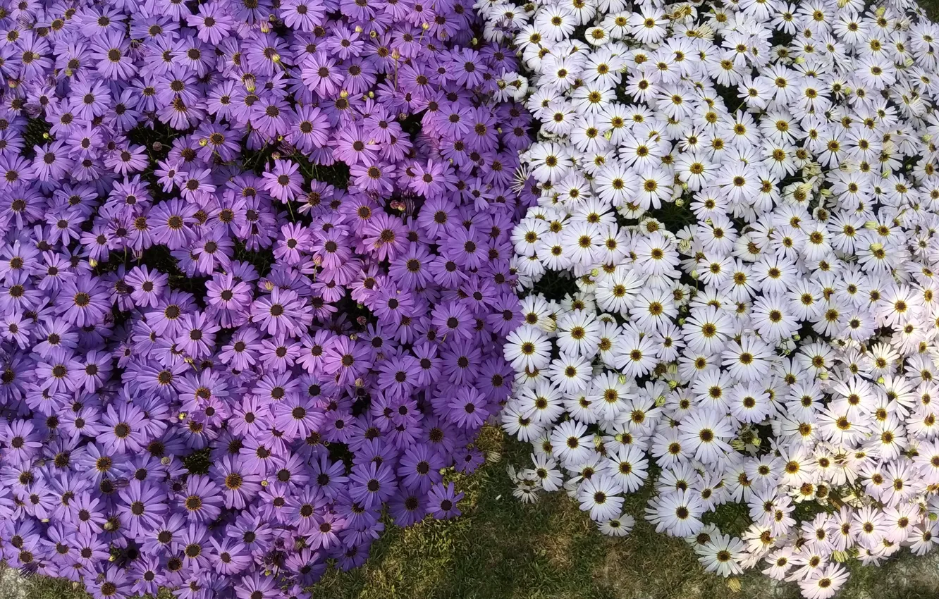 Photo wallpaper light, flowers, white, flowerbed, a lot, the view from the top, lilac, Osteospermum