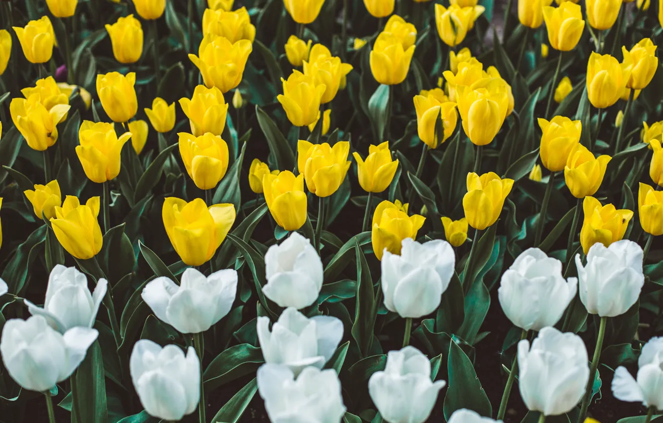 Photo wallpaper flowers, yellow, spring, tulips, white, flowerbed