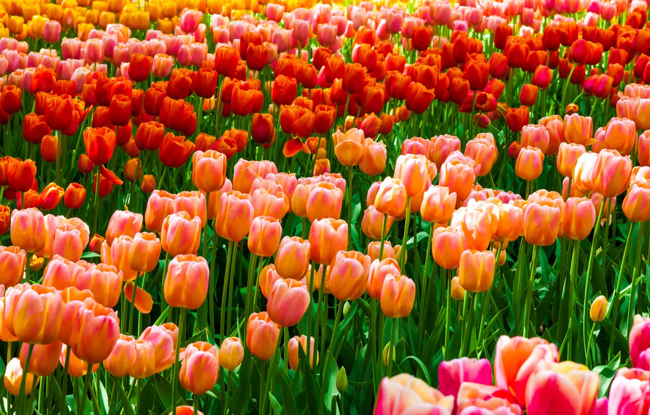 Photo wallpaper field, flowers, orange, red, bright, spring, tulips, pink