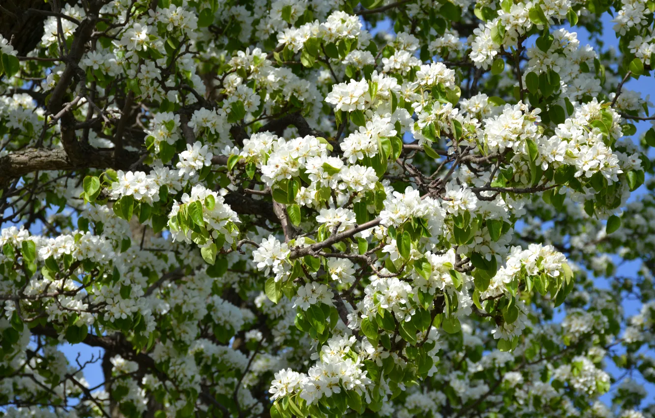 Photo wallpaper white, cherry, tree, spring