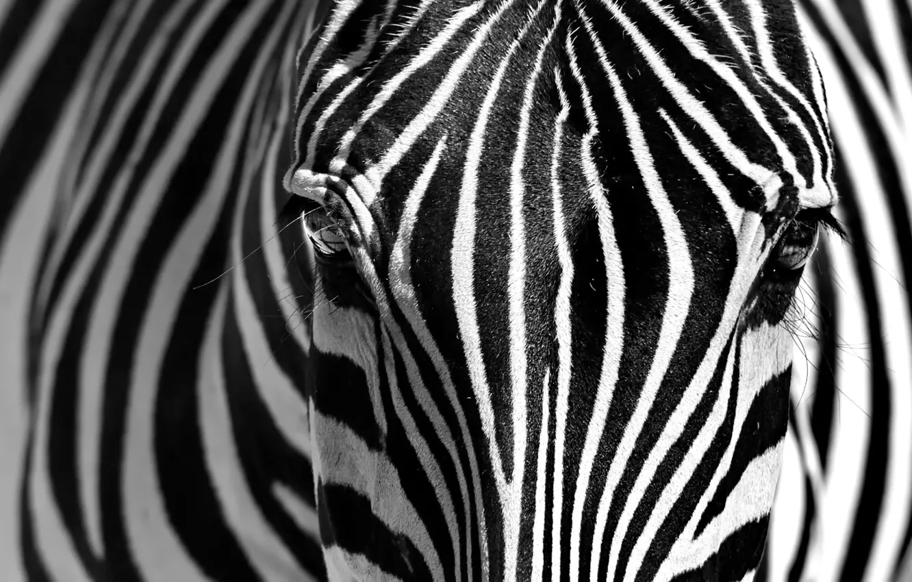 Photo wallpaper face, strips, Zebra, black and white photo