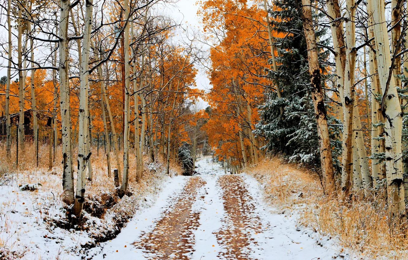 Photo wallpaper winter, road, forest, snow, nature, photo, birch