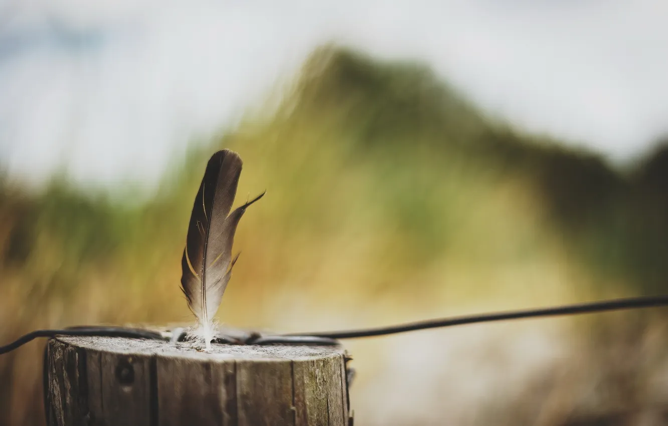 Photo wallpaper macro, background, the fence, feathers