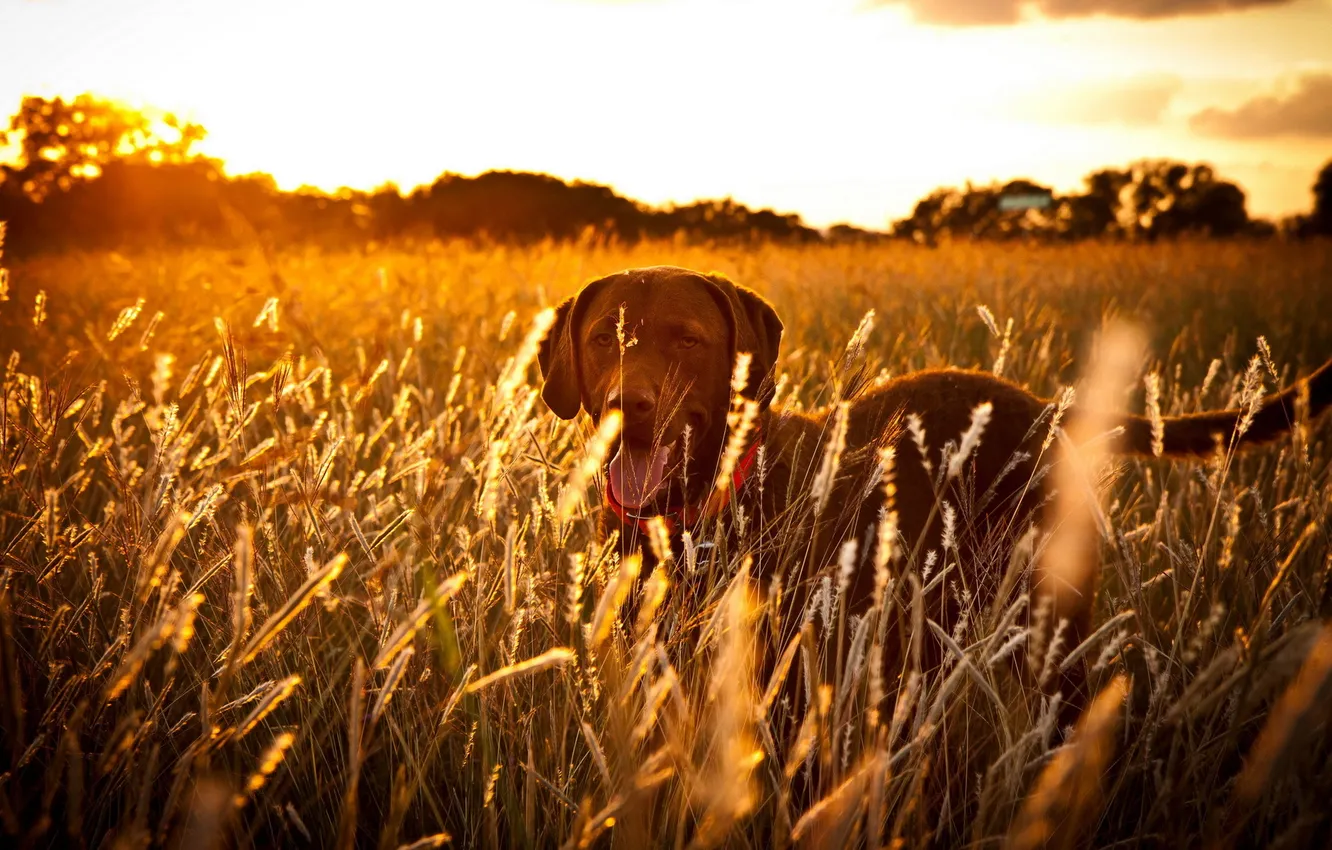 Photo wallpaper field, sunset, dog