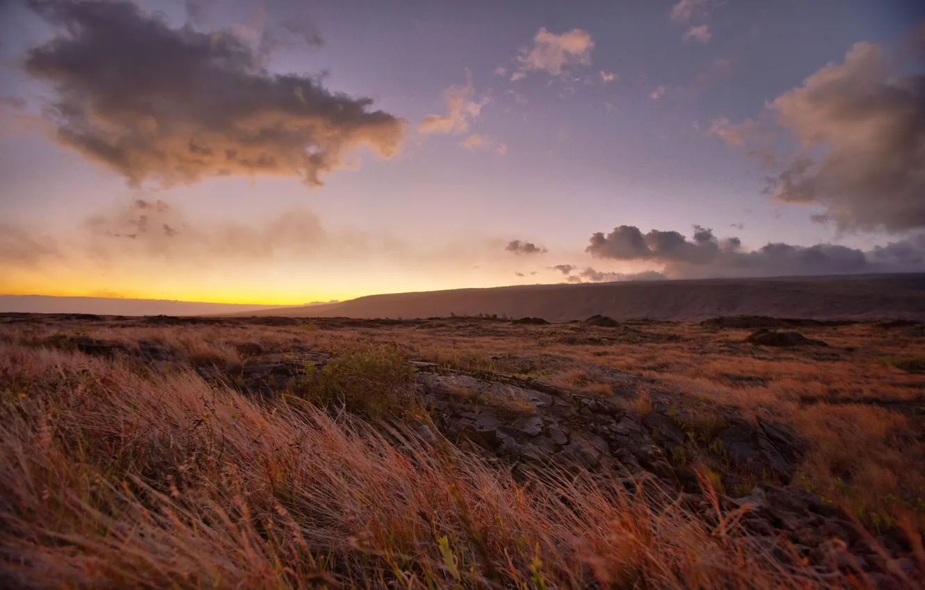 Photo wallpaper grass, sunset, nature, tops