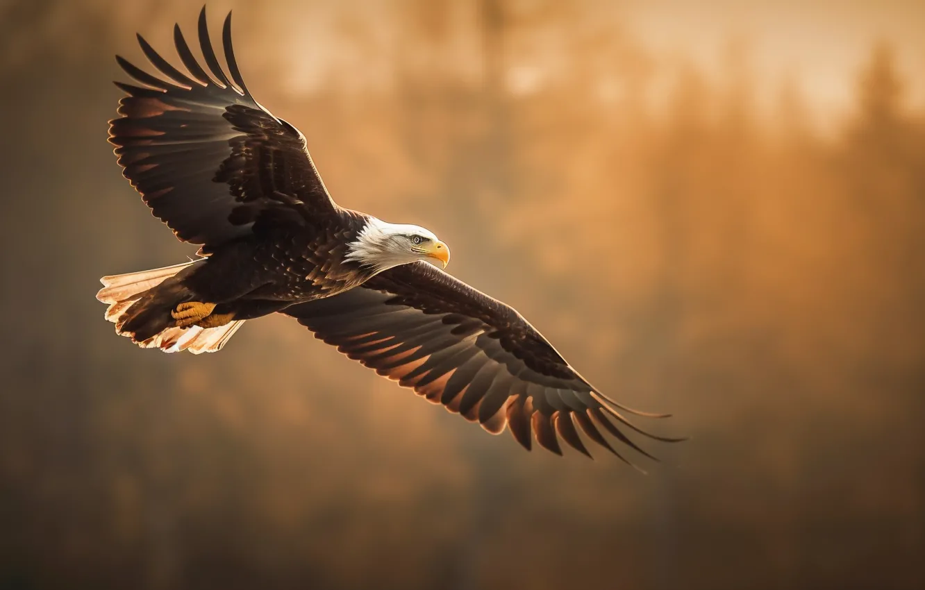Photo wallpaper flight, bird, eagle, wings, predator, bald eagle, digital art, bird of prey