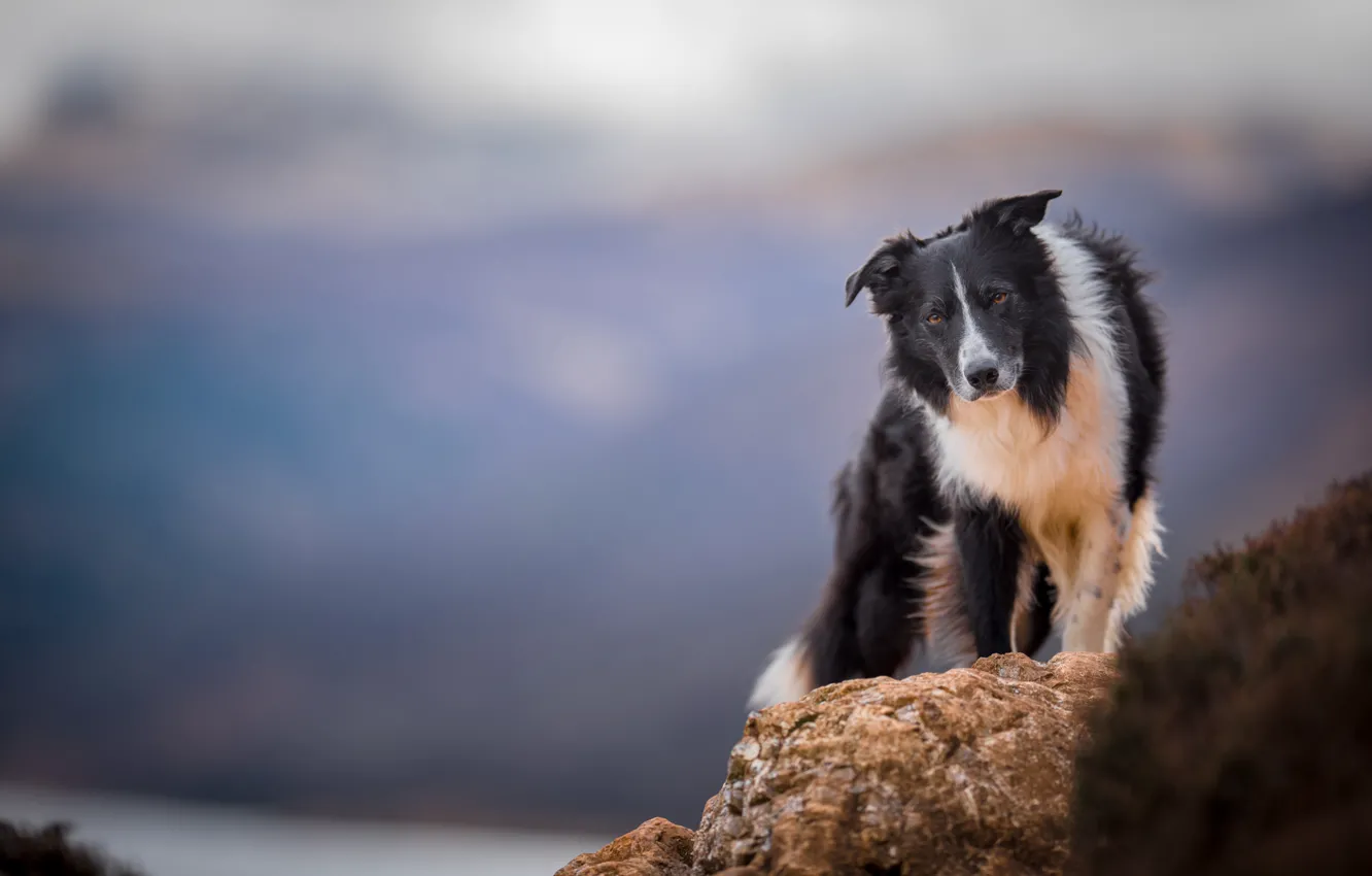 Photo wallpaper dog, bokeh, The border collie