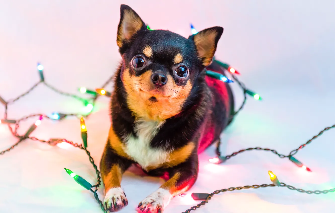 Photo wallpaper lights, dog, garland, Chihuahua