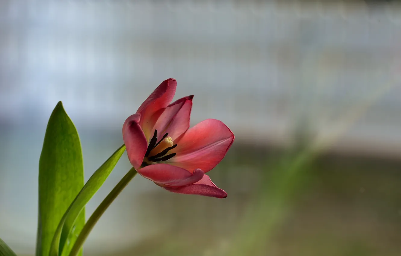 Photo wallpaper flower, red, background, Tulip