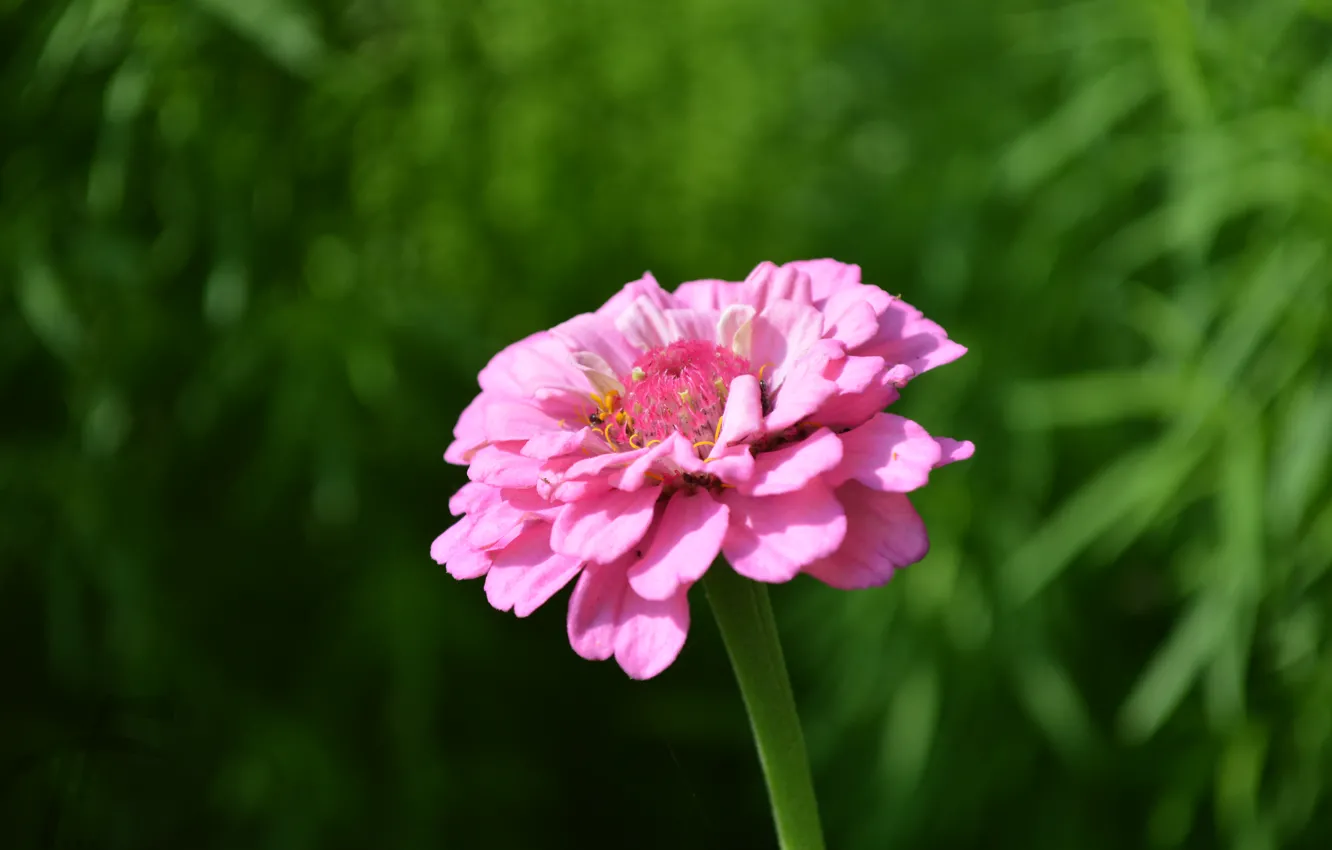 Photo wallpaper greens, flowers, petals, pink, large