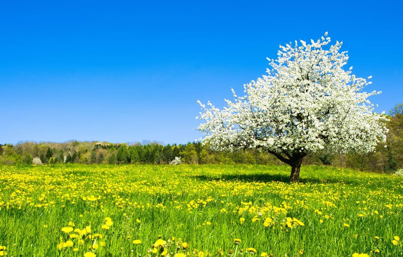 Photo wallpaper greens, trees, spring
