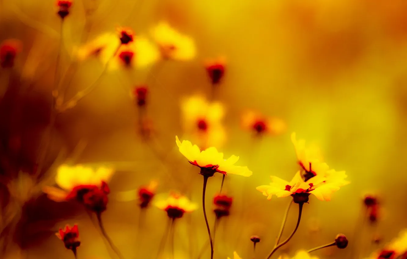 Photo wallpaper yellow, flowers, macro, yellow flowers