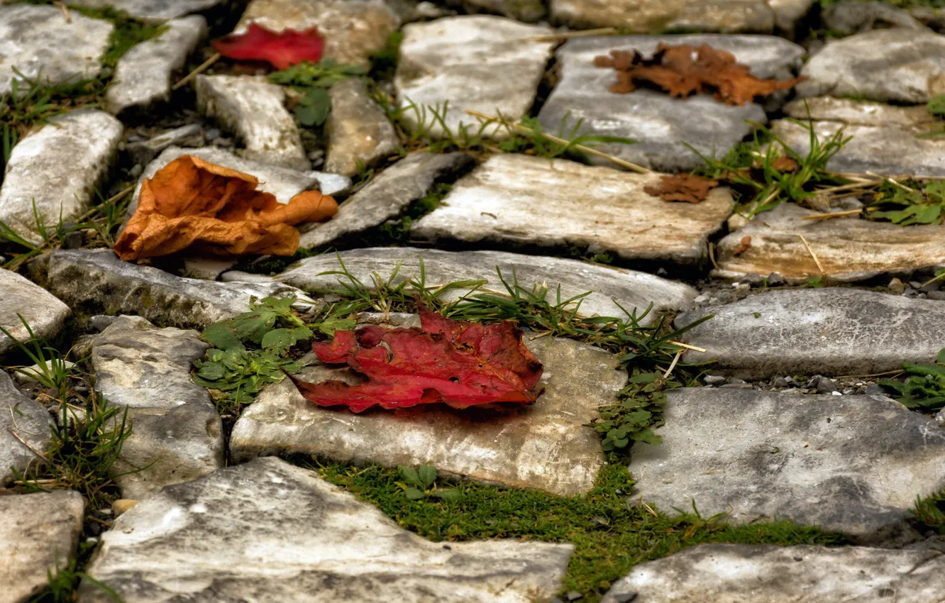Photo wallpaper leaves, nature, stones